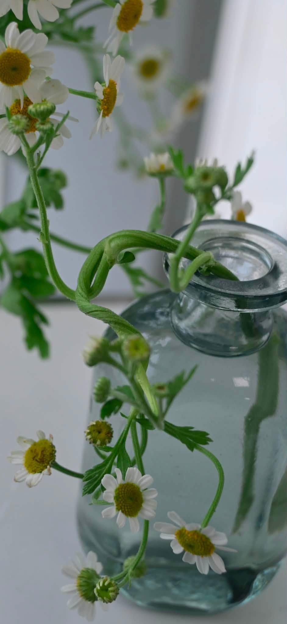 扭轉的花莖細節