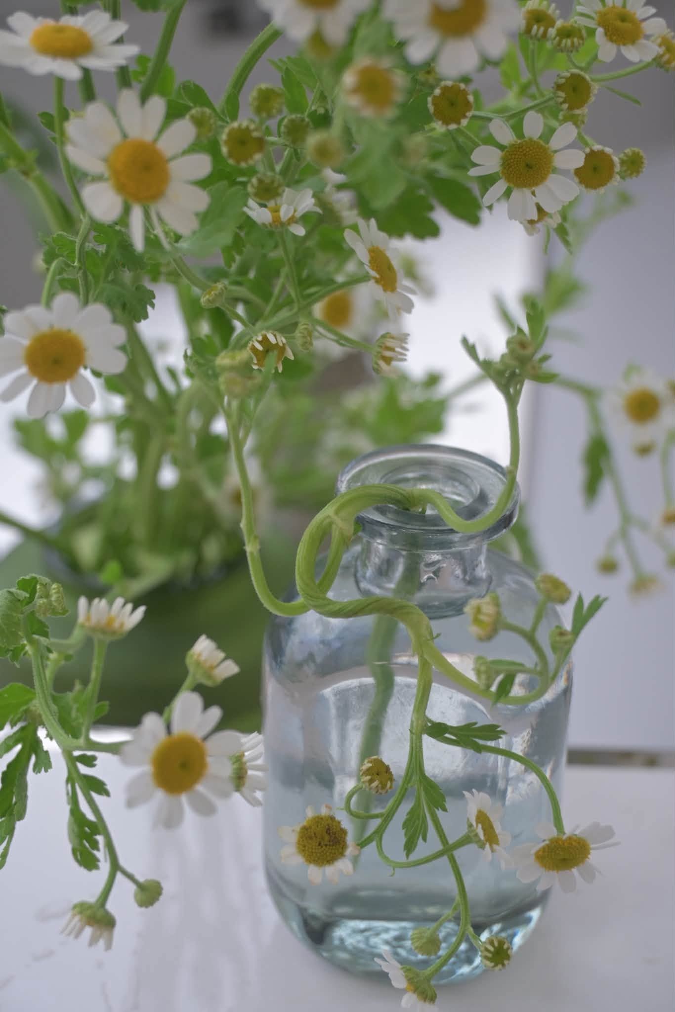 玻璃小瓶中的洋甘菊